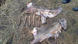 Факт незаконной охоты на косуль выявлен в ВКО