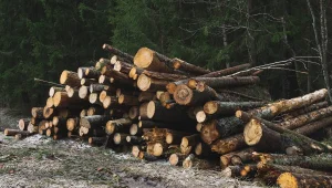 Целый лес вырубили двое злоумышленников в Жетысу