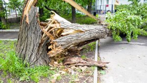 В Медеуском районе Алматы на дорогу упало дерево