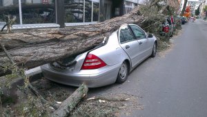 Упавший дуб раздавил машину в Алматы