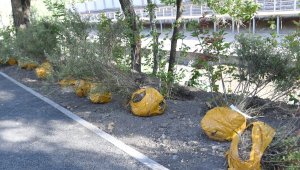 В Алматы будут посажены саженцы вместо вырубленных аварийных деревьев