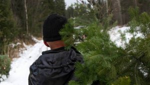 Круглые сутки охраняют молодые хвойные деревья перед Новым годом в Карагандинской области