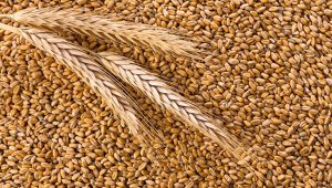 Свыше 31 млрд тенге выделило Правительство для закупа пшеницы у отечественных аграриев