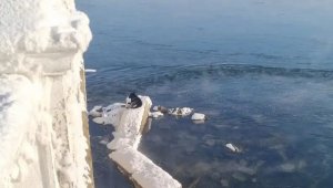 Помогли собаке в мороз выбраться из воды в ВКО