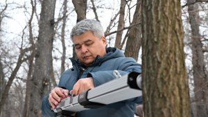 В Алматы намерены сократить количество аварийных деревьев при помощи ранней диагностики