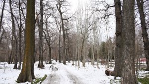 Как идет вырубка деревьев в роще Баума Алматы, рассказал ученый
