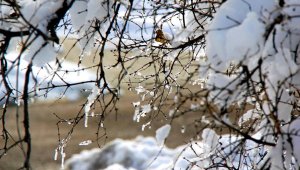 Морозную погоду без осадков обещают в Казахстане 15 января