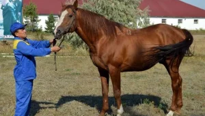 Костанайскую породу лошадей возрождают в Казахстане