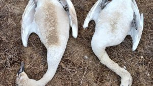 Более тысячи мертвых лебедей обнаружено в Мангистауской области