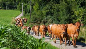Более трех тысяч владельцев наказали за бродячий скот в области Абай