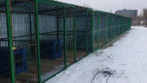Пункт временного содержания бездомных животных появился в Караганде