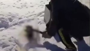 Забил щенят топором: в Казнете появилось страшное видео из ВКО