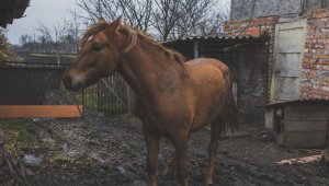 Лошади массово гибнут от неизвестной болезни в Карагандинской области