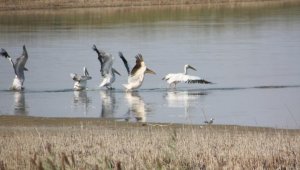 Краснокнижных пеликанов заметили в Иргиз-Тургайском резервате