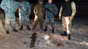 Застрелили краснокнижных джейранов: браконьеров задержали в Жамбылской области