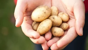 На юге Казахстана начали сажать картошку