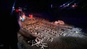 Почти 600 рогов сайги нашли у автовладельца в Уральске