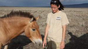 В Казахстане увеличат популяцию лошади Пржевальского