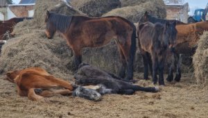 Падеж лошадей зафиксирован в Акмолинской области