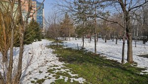 Алматинские тепловые сети высадят новые деревья в качестве компенсации