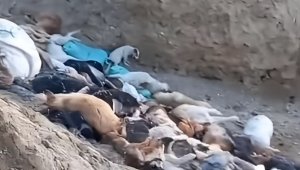 Массовое убийство собак: чиновники Мангистау прокомментировали жуткое видео