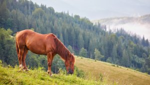 Казахстанцы побили рекорд по потреблению конины