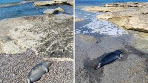 Более 60 туш мертвых тюленей обнаружено на побережье Каспийского моря
