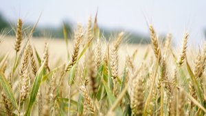 Продлен запрет на ввоз пшеницы в Казахстан