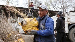 «Алматы – наш общий дом»: алматинцы получили бесплатные саженцы по акции «Зеленый двор»
