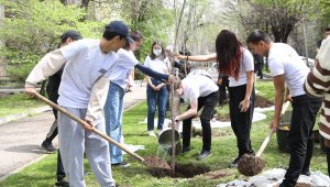 В Алматы посадили более тысячи деревьев к Дню влюбленных Козы Корпеш – Баян Сулу