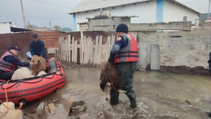 В Казахстане выплачивают компенсацию владельцам павших во время паводков животных