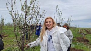 В Алматы массово высаживают яблоневые деревья