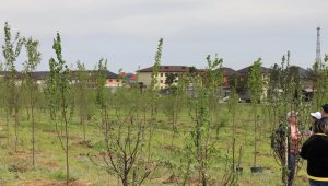 Акция со вкусом апорта: в Медеуском районе Алматы появилось более 220 яблонь