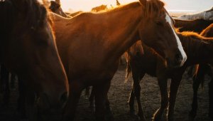 Сотрудники МЧС спасли лошадей