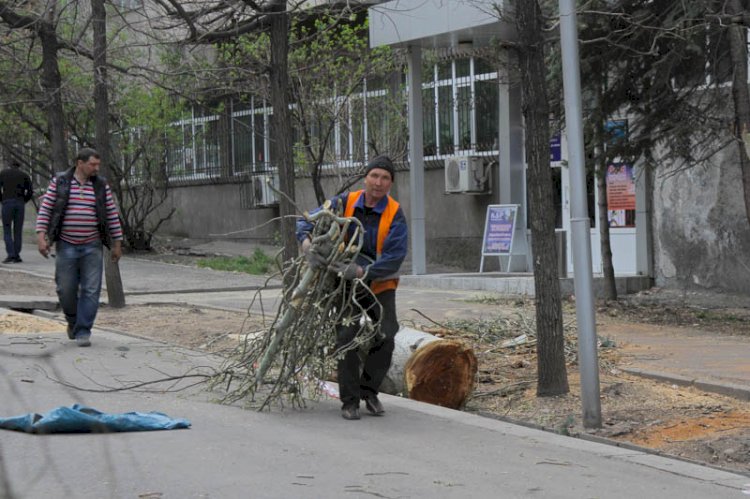 В Алматы началось досудебное расследование по факту незаконной вырубки деревьев