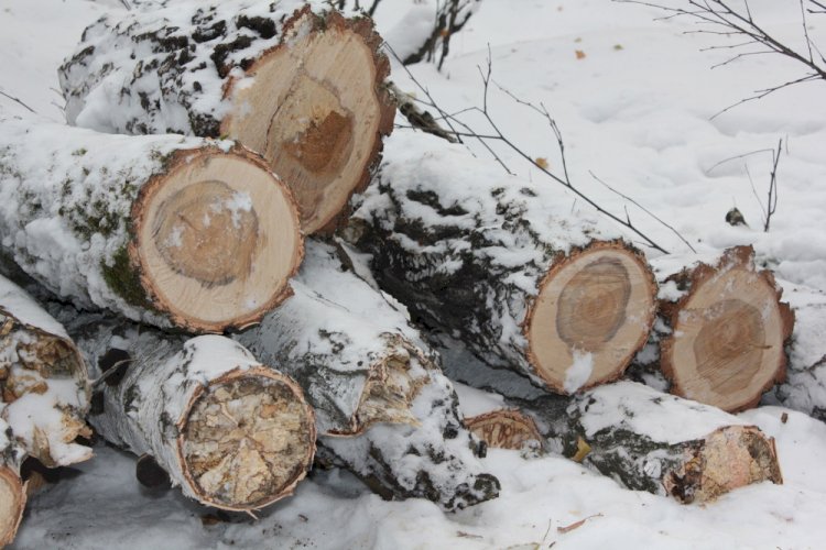 Штраф за незаконную вырубку деревьев в Казахстане увеличат в пять раз