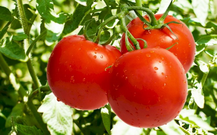 Минсельхоз РК: сообщения о вирусах в казахстанских томатах являются вымыслом