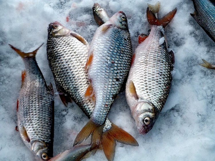 Четверых рыбаков спасли на Капшагайском водохранилище