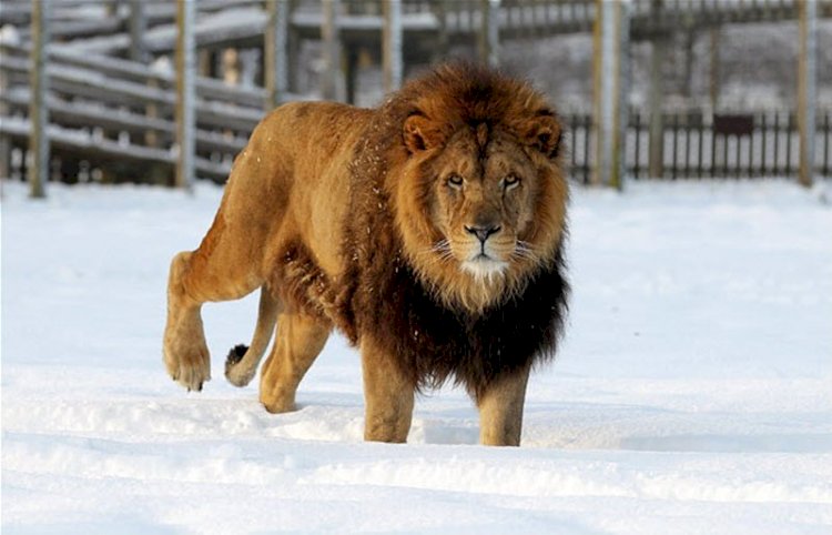 Льву из Алматинской области нашли новый дом, но кормить его нечем