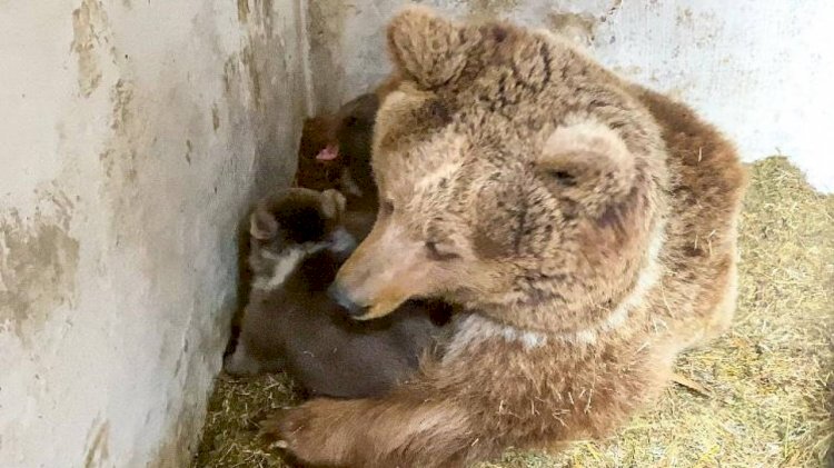 В Алматинском зоопарке медведица два месяца прятала новорожденных медвежат
