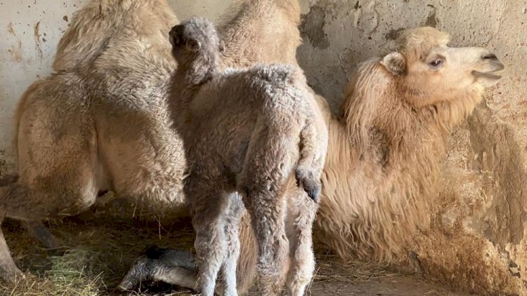 Алматинцы могут дать имя новорожденному верблюжонку
