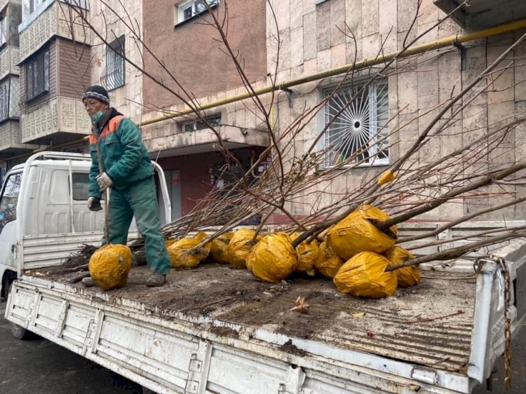 Стартовала акция по раздаче саженцев жителям Алматы