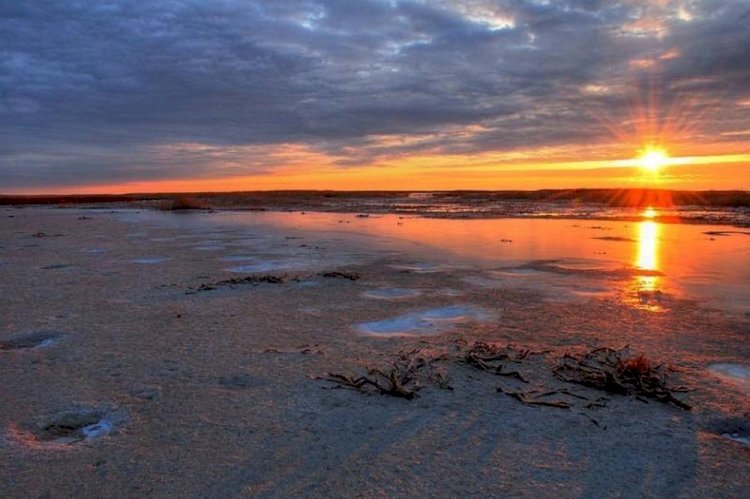 В РК примут программу по посадке саксаула на высохшем дне Аральского моря