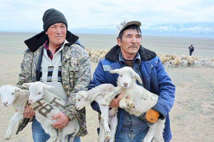 Более 1,5 млн ягнят и козлят родились в Алматинской области