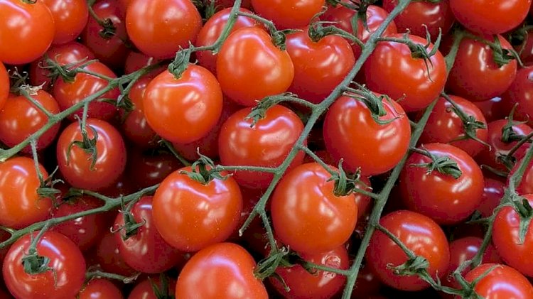 Казахстан запретил ввоз томатов и перца из Туркменистана