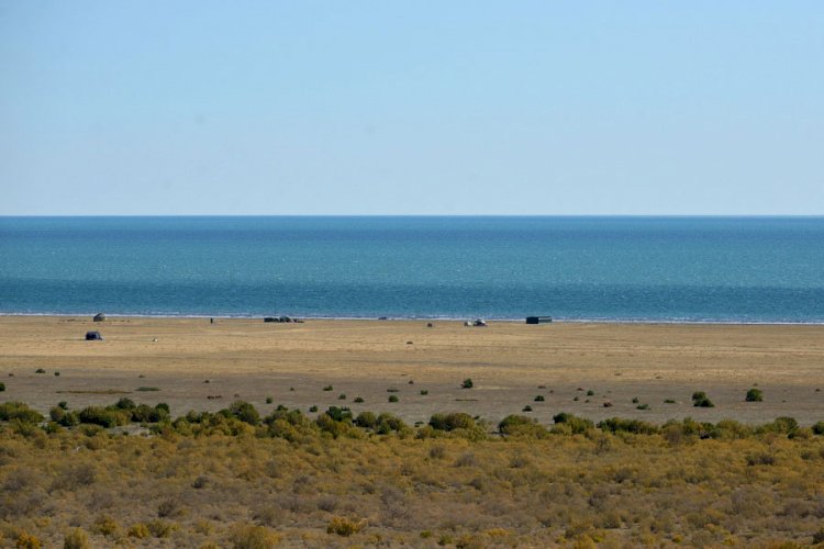 Саксаулом засадят более 1 млн гектаров дна Аральского моря