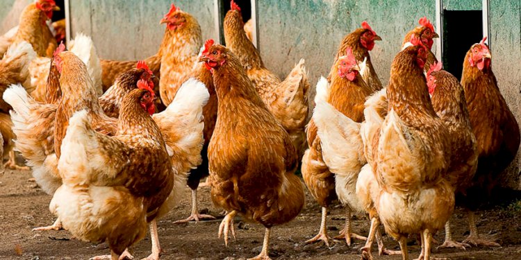 Кыргызстан отменил ограничения на поставку птицы и птицеводческой продукции из Казахстана