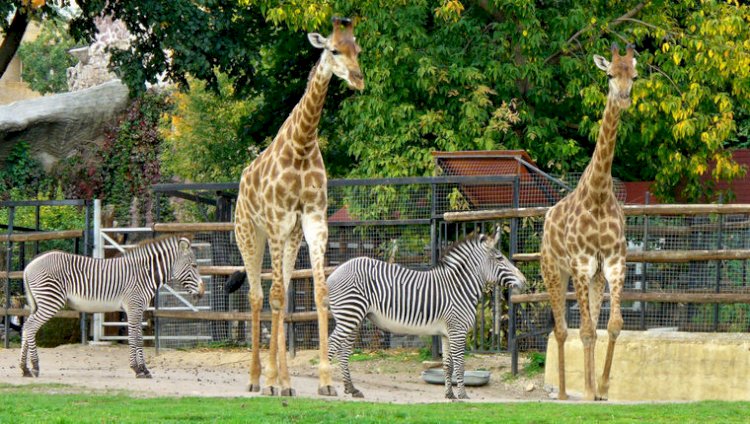Алматинский зоопарк набирает волонтеров