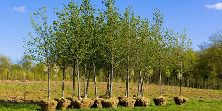 Более 300 тысяч молодых деревьев появится до конца года в Алматы