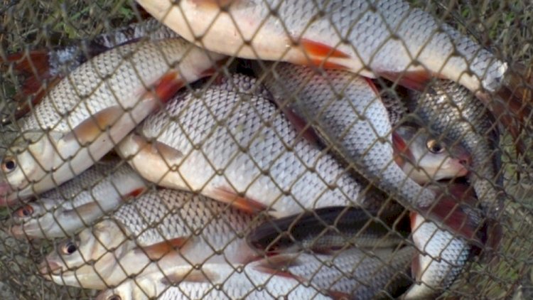 Более 80 кг рыбы изъяли у браконьеров в Алматинской области